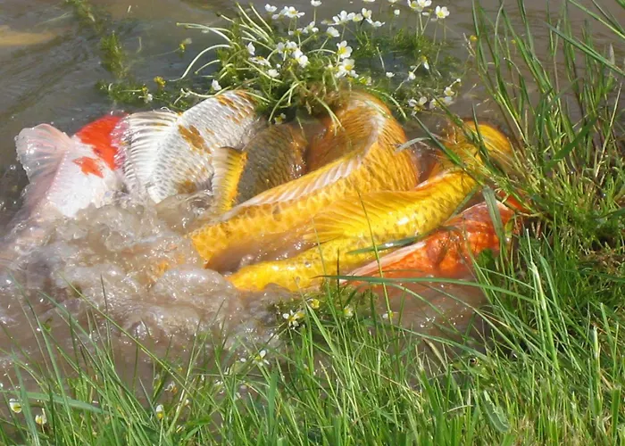 בית כפרי La Dame Blanche Bérig-Vintrange